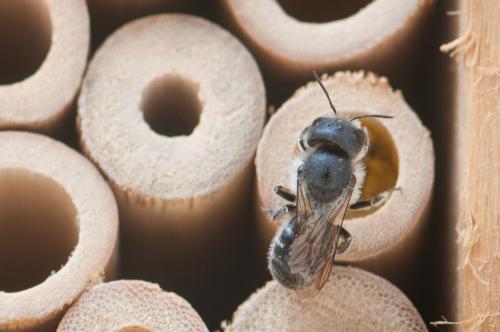 Osmia sp.